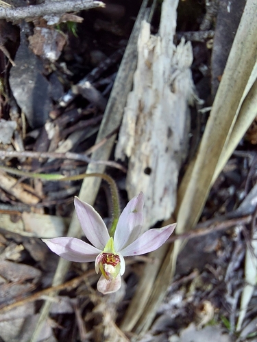 Image of Caladenia vulgaris by (c) Brendan Costello, some rights reserved (CC BY)