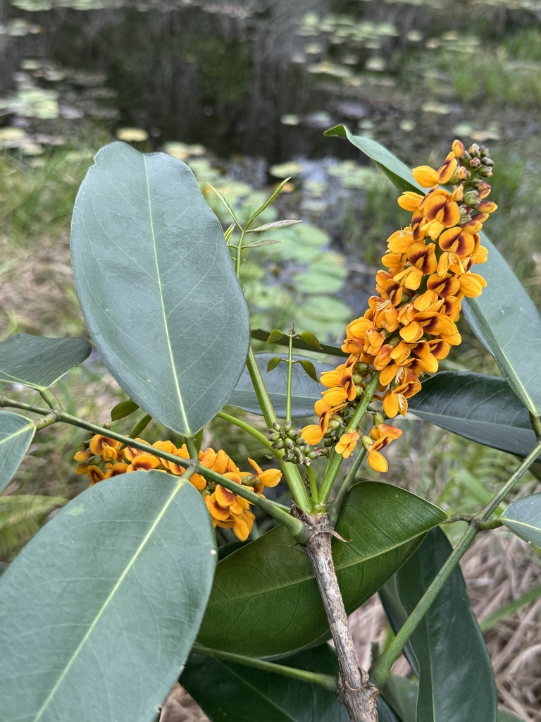 Platymiscium speciosum