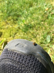 Rhagonycha nigriventris