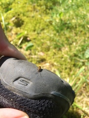 Rhagonycha nigriventris