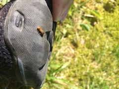 Rhagonycha nigriventris