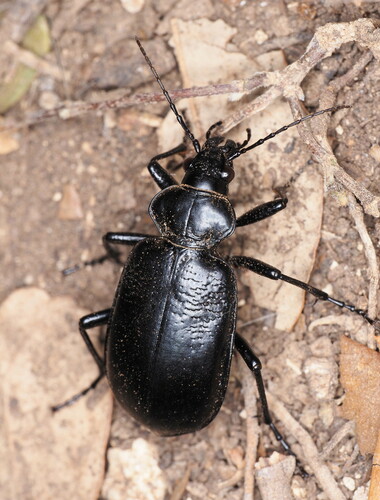 Wrinkle-winged Calosoma photo 5