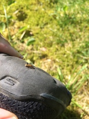 Rhagonycha nigriventris