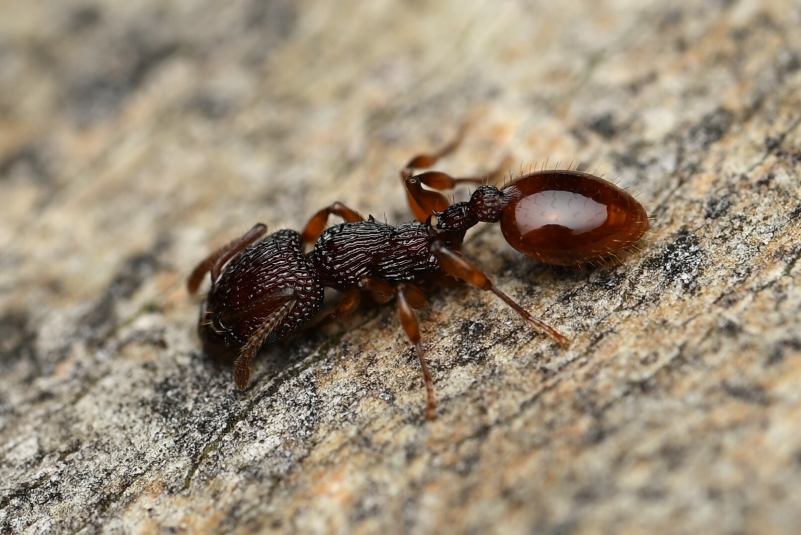 Podomyrma libra