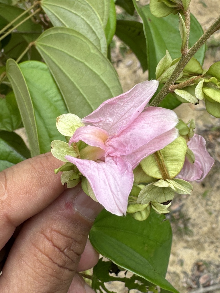 Cow's claw