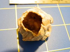 Megabalanus tintinnabulum