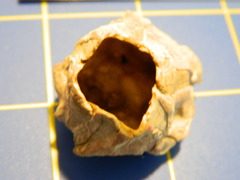 Megabalanus tintinnabulum