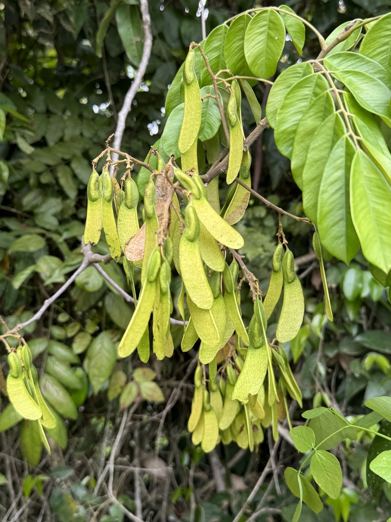 Machaerium condensatum
