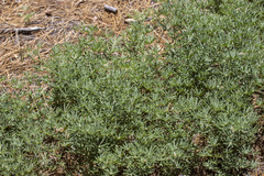 Lupinus hyacinthinus