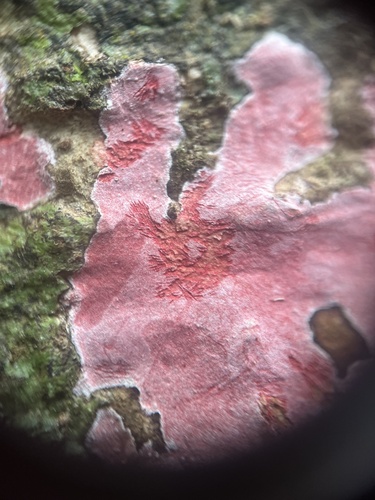 Peniophora incarnata