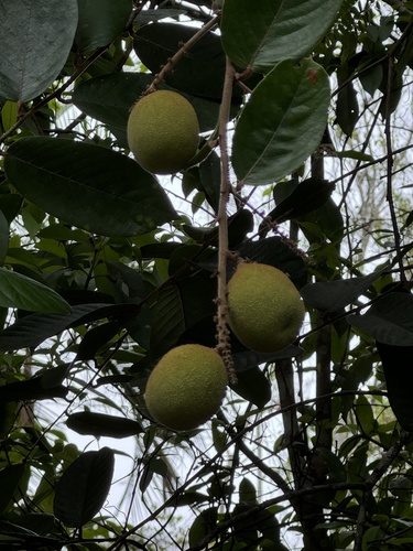 Licania arianeae