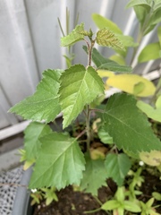 Betula