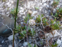 Curio crassulifolius