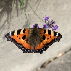 Aglais urticae
