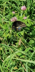 Papilio polyxenes