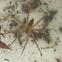 Dolomedes triton