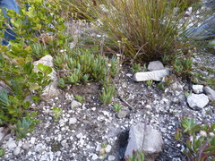 Curio crassulifolius