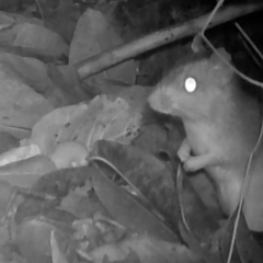 Roberto's Spiny-Rat photo 3