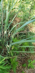 Liliopsida