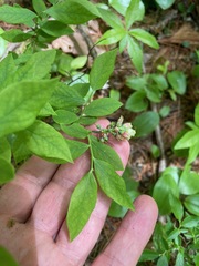 Pale blueberry (Vaccinium pallidum)