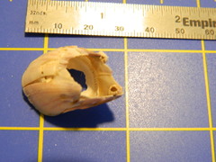 Megabalanus tintinnabulum