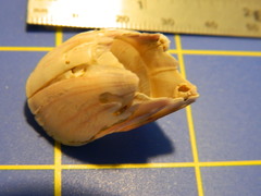 Megabalanus tintinnabulum