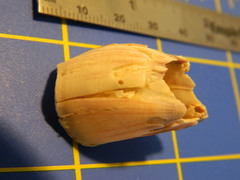 Megabalanus tintinnabulum