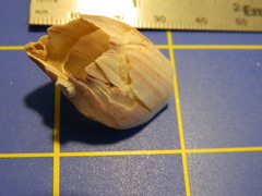 Megabalanus tintinnabulum