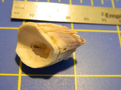 Megabalanus tintinnabulum