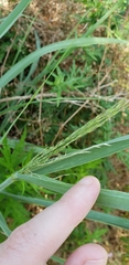 Liliopsida