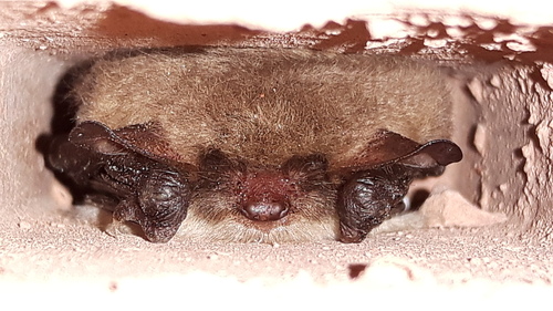 Natterer's Bat, Herewegwijk en Helpman, Groningen, Nederland, photo 5 of 10