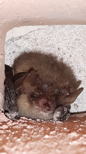 Brown Long-eared Bat, Herewegwijk en Helpman, Groningen, Nederland, photo 10 of 10