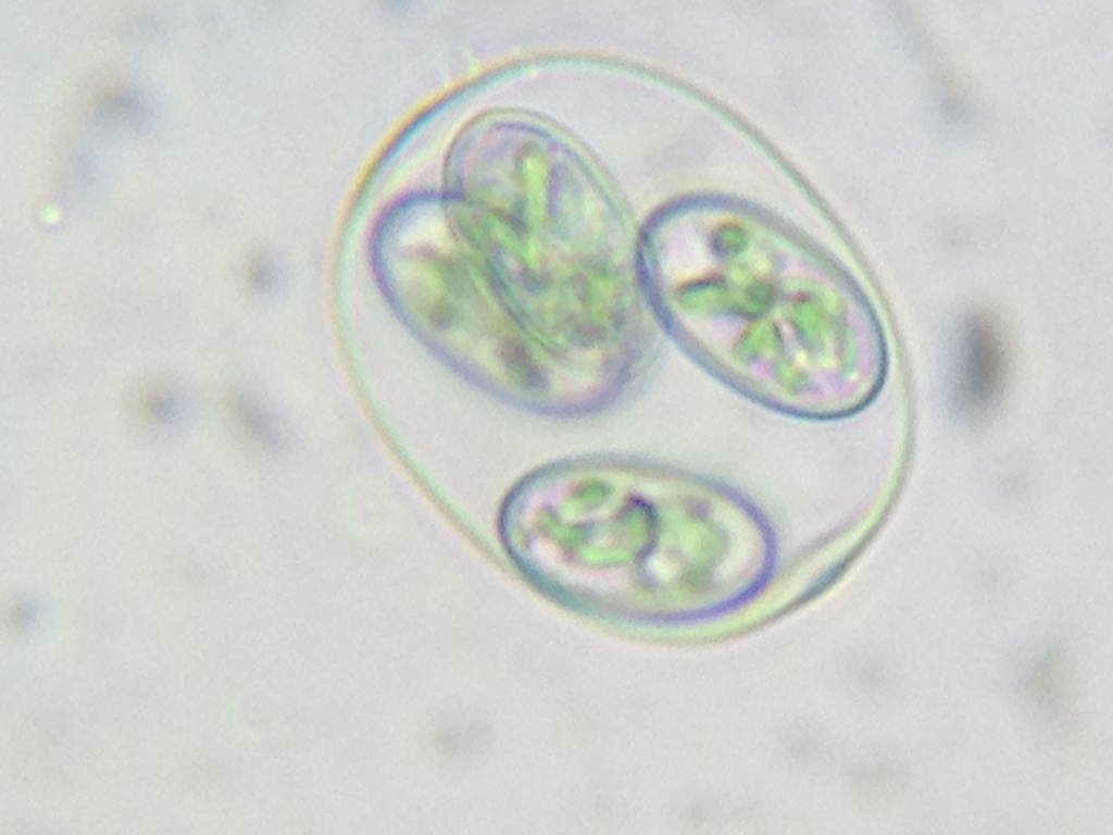 Guía de Filos en Zoología | PDF | Protostomas | Taxonomía Animal, image size:1024x768