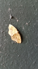 Lepidoptera