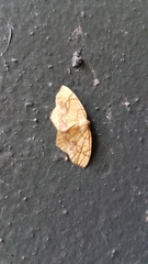Lepidoptera
