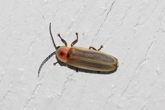 Photinus marginellus