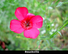 Linum grandiflorum