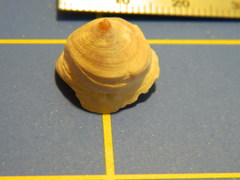 Desmaulus extinctorium