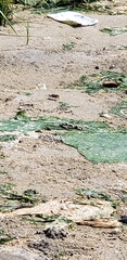 Leptuca pugilator