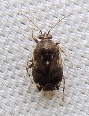 Deraeocoris nebulosus
