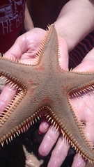 Astropecten aranciacus
