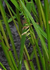 Zizania palustris