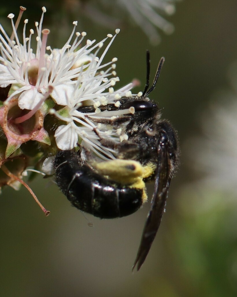 Bees from Sydney NSW, Australia on October 23, 2024 at 09:18 AM by ...