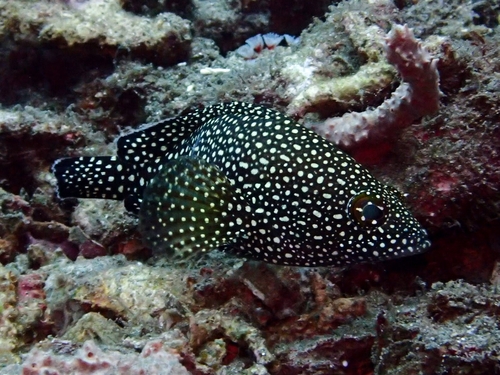 Epinephelus ongus