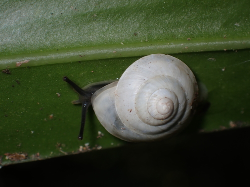 Dendrotrochus observed 2024-10-26