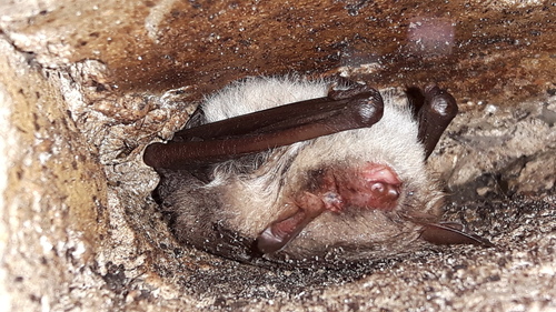 Natterer's Bat, Oudeschoot, Nederland, photo 8 of 10