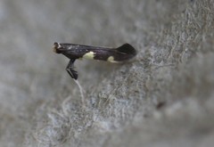 Caloptilia cornusella