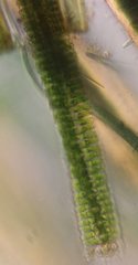 Desmidium