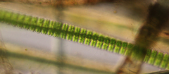 Desmidium