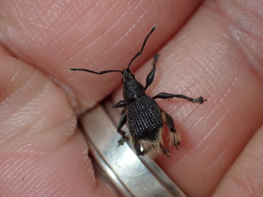 Cnemidothrix barbipes